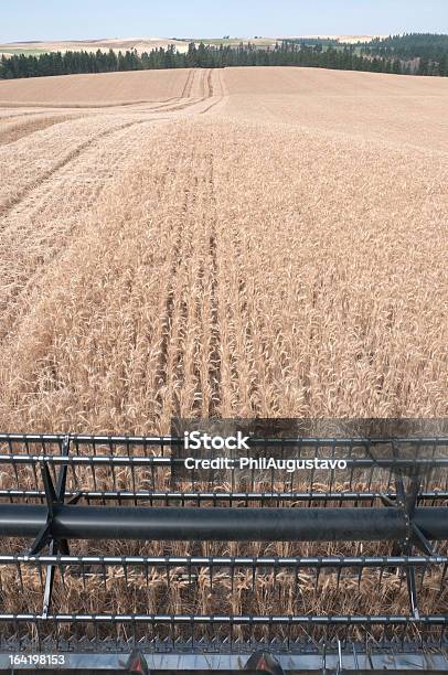 Cutter Bar Of Combine Harvester Moving Through Wheat Field Stock Photo - Download Image Now