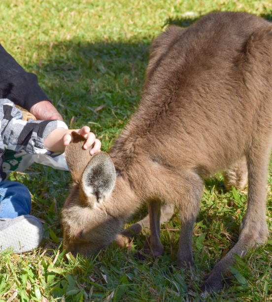 istock Cute kangaroo with people touching kangaroos on grassy background and sunlight. 1641982044