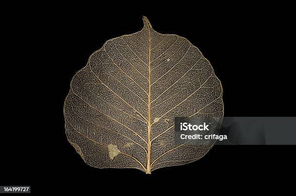 Foglia Secca - Fotografie stock e altre immagini di Albero - Albero, Botanica, Close-up