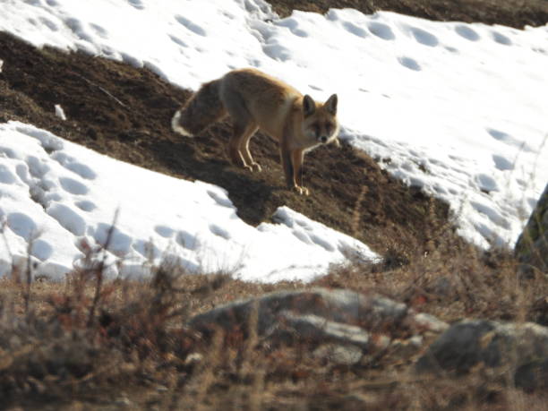 istock Himalayan Gray Fox at Deosai National Park 1642008793