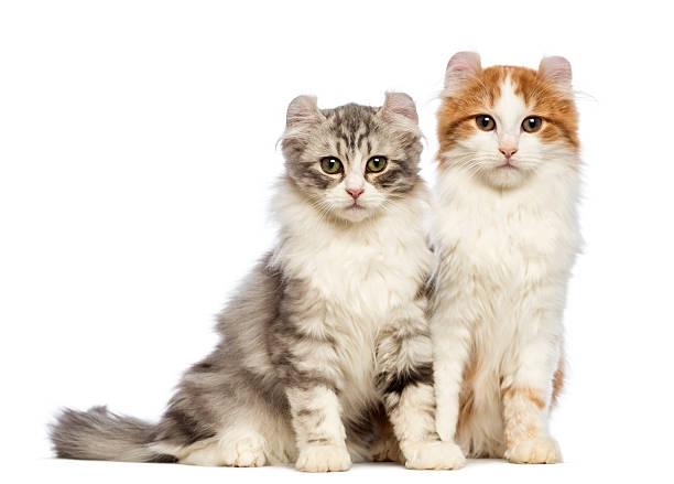 istock Two American Curl kittens, 3 months old, sitting 164200957