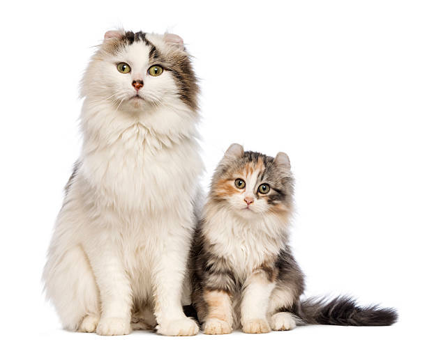 istock American Curl kitten, 3 months old, sitting with its mum 164201371