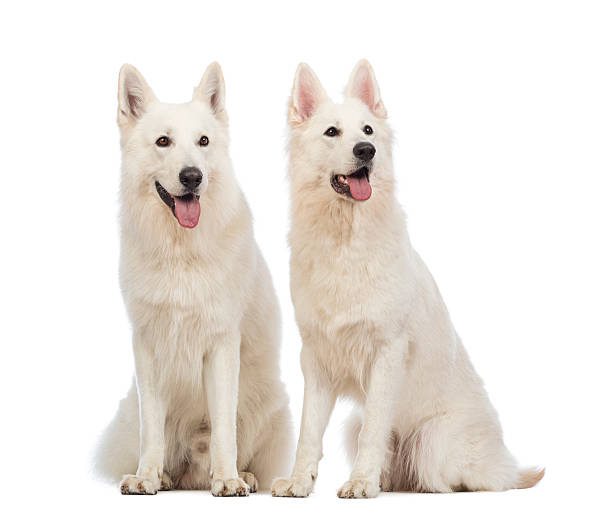 istock Two Swiss Shepherd dogs, 5 years old, sitting and panting 164201591