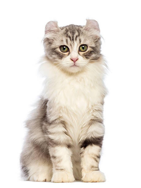 istock American Curl kitten, 3 months old, sitting 164201592