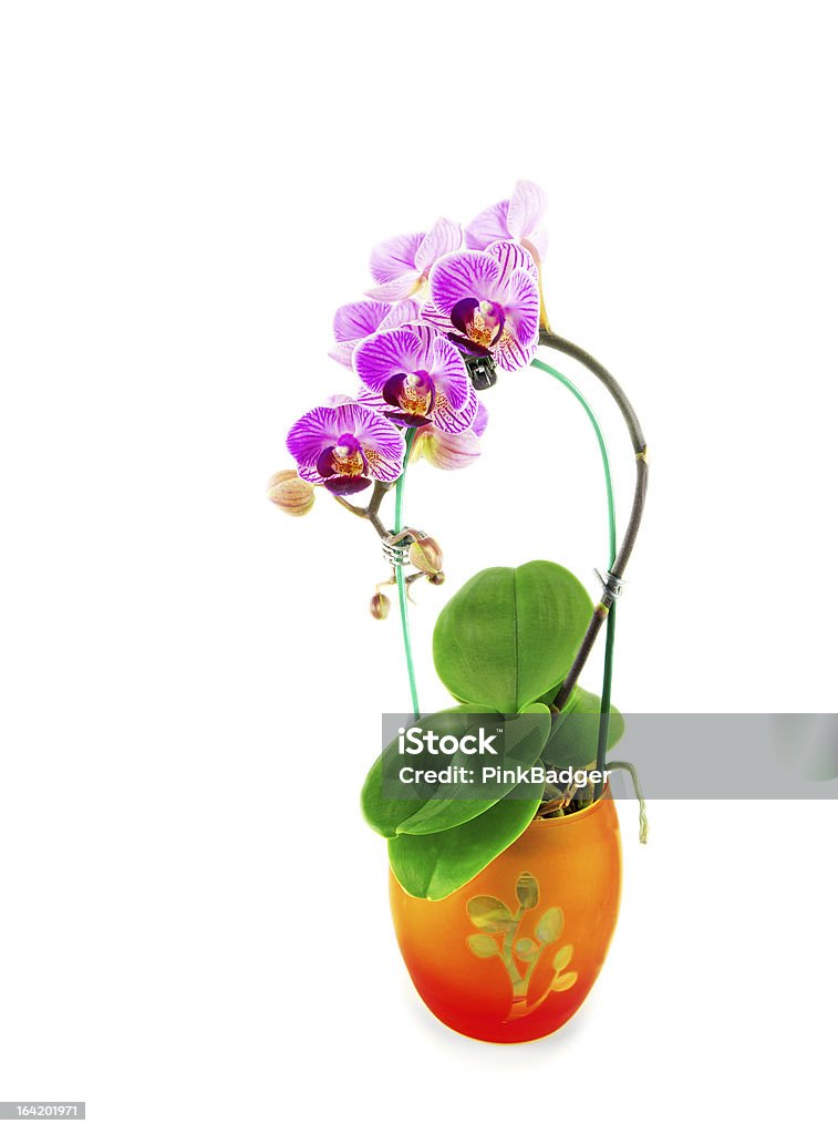 Orchidea in arancione vaso - Foto stock royalty-free di Arancione