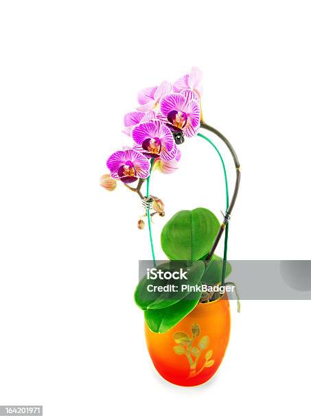 Foto de Orquídea No Vaso De Laranja e mais fotos de stock de Amarelo - Amarelo, Botão - Estágio de flora, Branco