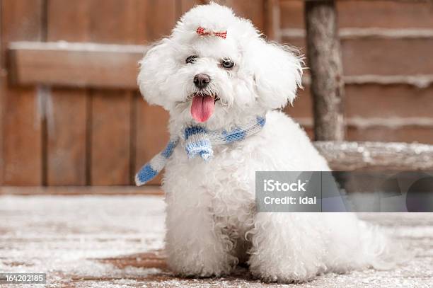 Ritratto Di Un Cane - Fotografie stock e altre immagini di Ambientazione esterna - Ambientazione esterna, Animale, Animale domestico