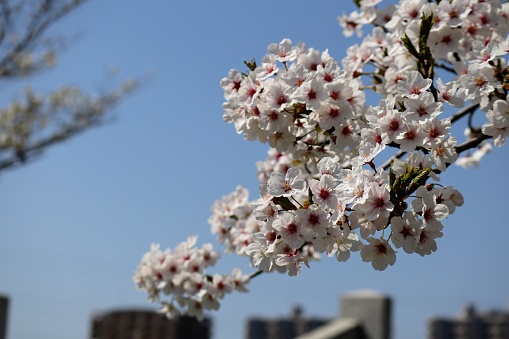 Photo of blue sky and cherry blossoms