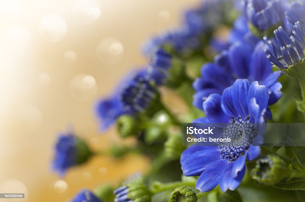 blue flowe - Foto de stock de Azul royalty-free