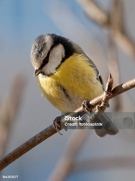 Tita Azul Foto de stock y más banco de imágenes de Azul - Azul, Europa - Continente, Fauna silvestre