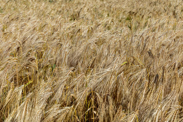 istock Ripe barley field close-up, natural background 1642030309