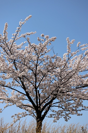 Close-up photo of Japanese cherry blossoms
