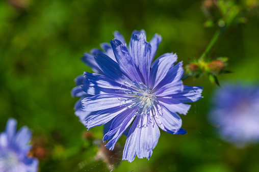 One blue chicory flower in the meadow. Summer.