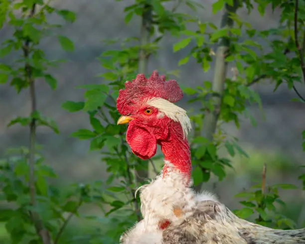 One head of the rooster is close -up. Summer.