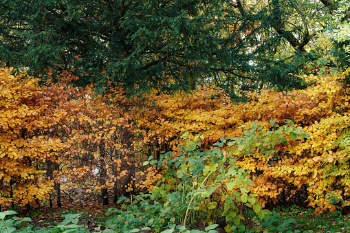 The autumn leaves in forest of Mt.Myogi