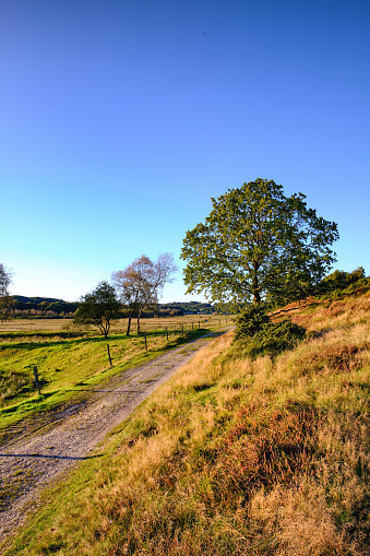 A photo of autumn  - natural background