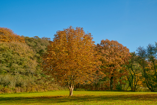 A beautiful peaceful autumn scene in the park during the rain. Cross-processing effect applied.