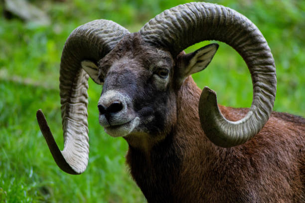 istock Majestic Muflon Profile: Horned Gaze 1642067348