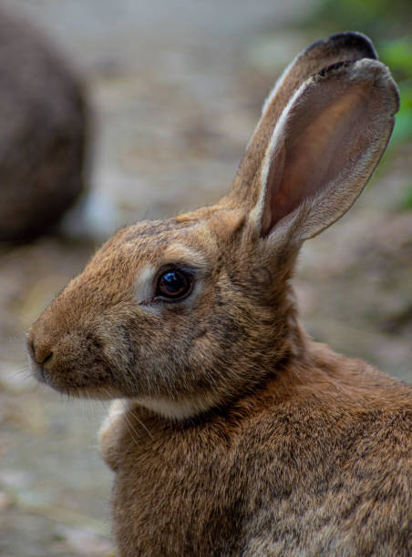 istock Captivating Gaze: Close-up of a Hare's Eye 1642068451