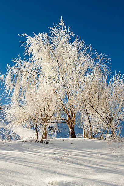 Inverno - foto stock