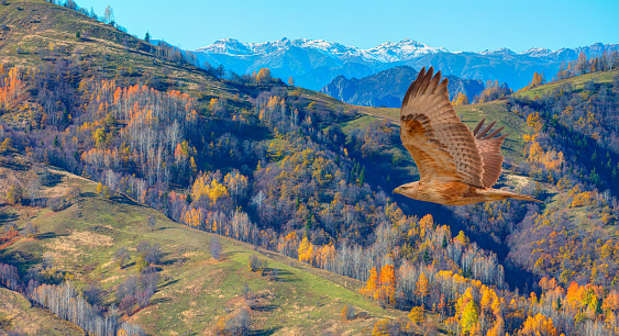 Red tailed hawk flying over the autumn forested mountain slope - Savsat, Artvin