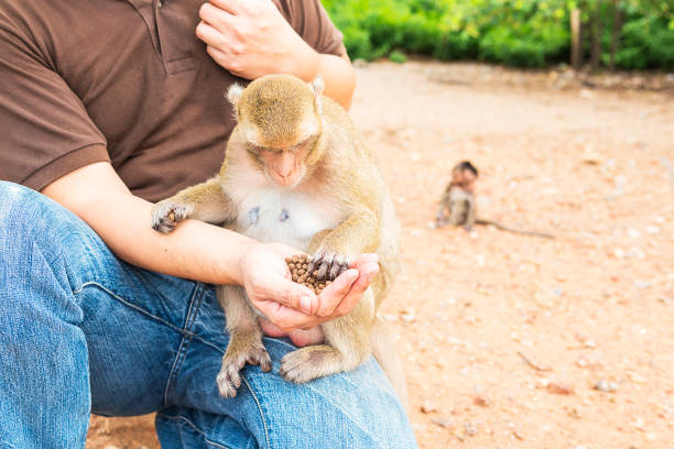 istock A man was feeding the monkeys 1642084736