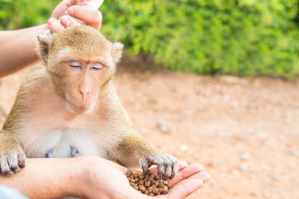 Cute monkey eating on the Ao Nang beach in Thailand.