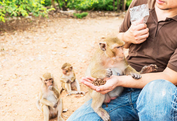 istock A man was feeding the monkeys 1642084909