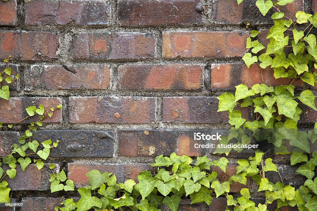 レンガの壁とアイビー - セメントのロイヤリティフリーストックフォト