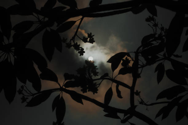 istock view of the sun from a tree branch 1642090817
