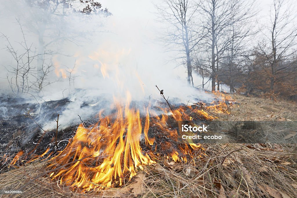 Огонь в oak forest - Стоковые фото Аварии и катастрофы роялти-фри