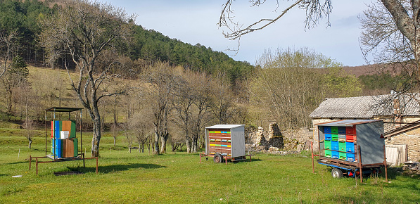 Bee hives, apiary in karst landscape of the northeast of Istria, Slovenia