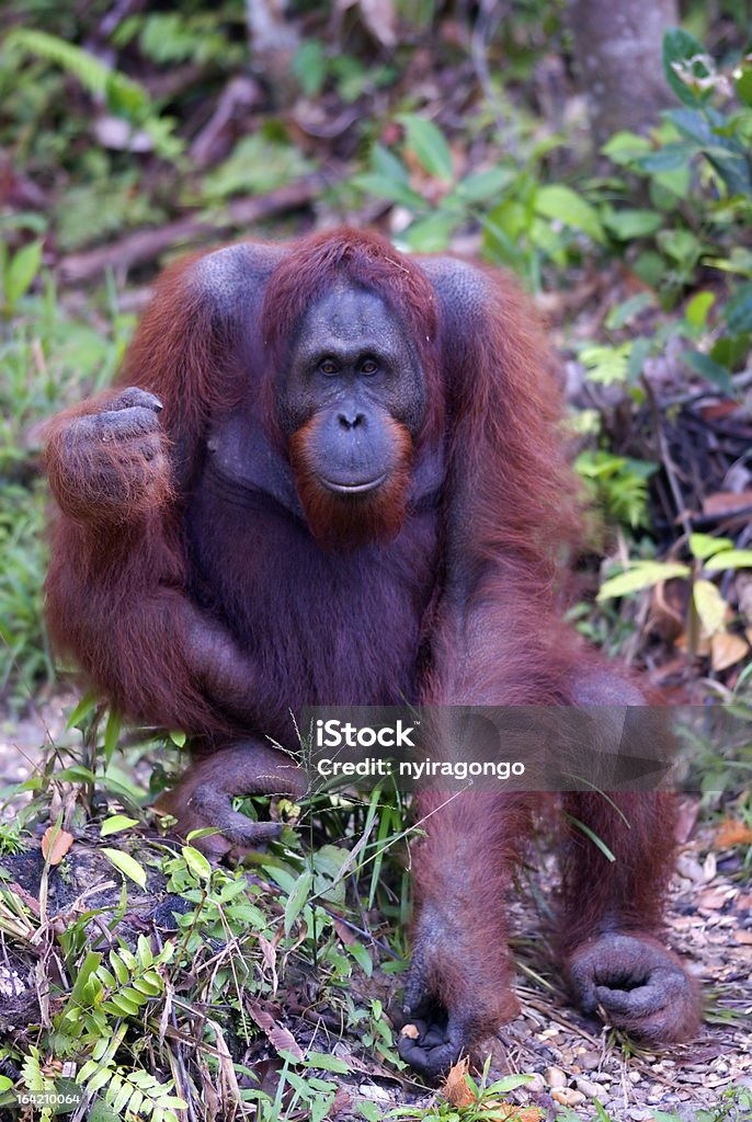 Masculino Orangotango, Semenggoh, Bornéu, Malásia - Foto de stock de Alimentar royalty-free