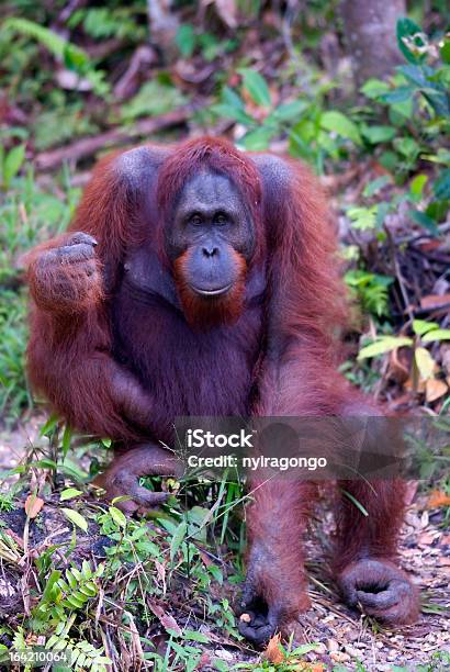 Foto de Masculino Orangotango Semenggoh Bornéu Malásia e mais fotos de stock de Alimentar - Alimentar, Animais em Extinção, Animal