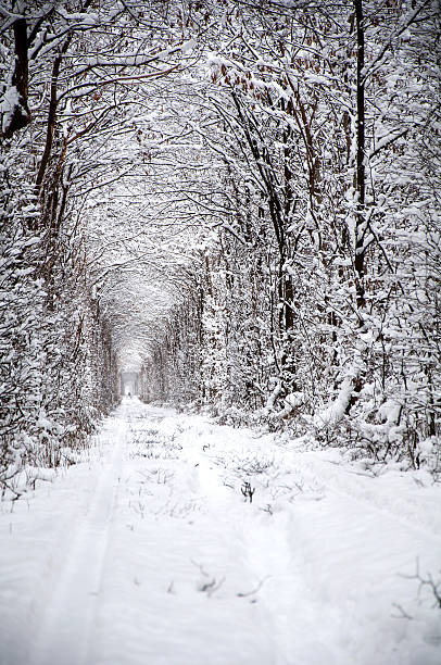 istock Tunel of love 164210068