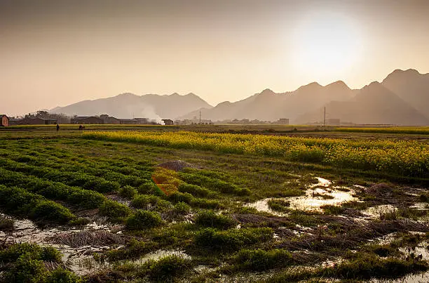 Field of rape flowers,spring pastoral scene ,China