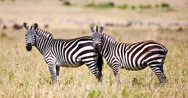 istock Zebras in the Maasai Mara, Kenya 164210217