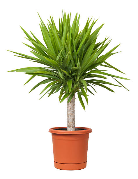 Yucca Potted Plant isolated  Healthy Yucca Potted Plant used as a decoration for landscaping. The plant can take full sun. The image is isolated on a white background. yucca stock pictures, royalty-free photos & images