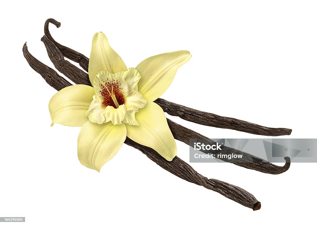 Three vanilla beans and a white flower Three brown vanilla beans with a yellow flower, isolated with clipping path.  The image is in full focus, front to back, and viewed at an angle. This herb is a common spice used as an ingredient, and known for it's familiar aroma. Vanilla Stock Photo