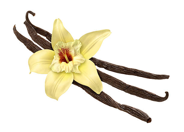 Three vanilla beans and a white flower stock photo