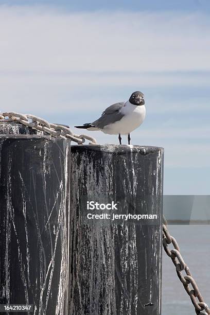 Gaviota Reidora Americana Foto de stock y más banco de imágenes de Animales salvajes - Animales salvajes, Cadena - Objeto fabricado, Cielo