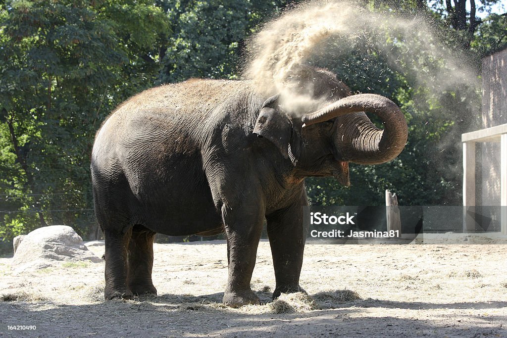 Elefante en el zoológico - Foto de stock de Animal libre de derechos