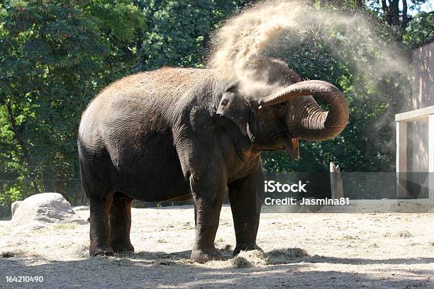 Elefante En El Zoológico Foto de stock y más banco de imágenes de Animal - Animal, Animales en cautiverio, Arena