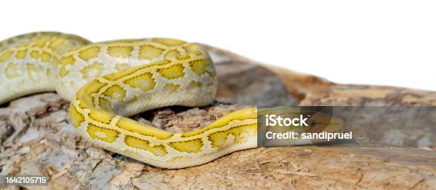The Albino Python Molurus Snake Is A Large Nonvenomous Python Stock ...