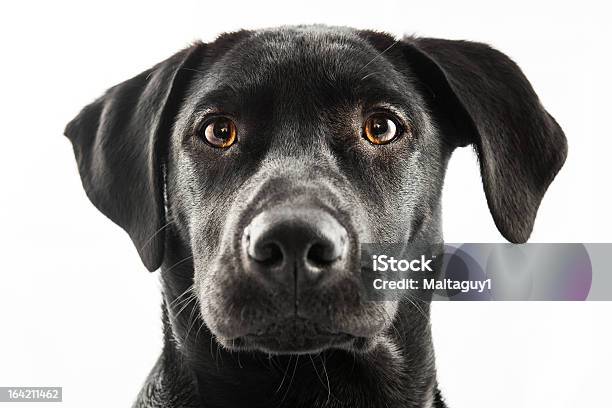 Black Lab Stockfoto und mehr Bilder von Schwarzer Labrador - Schwarzer Labrador, Fotografie, Gehorsam