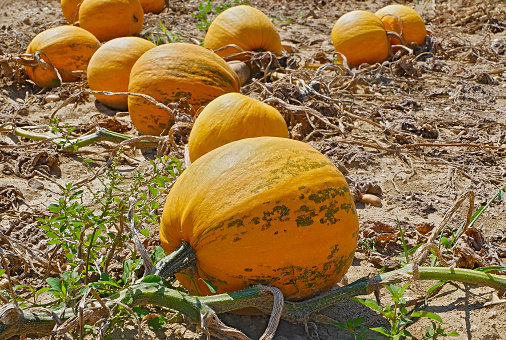 Ripe pumpkins (cucurbita) on the field.