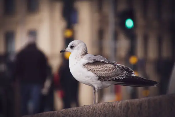 Close-up of seagull perching on railing in city