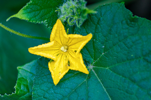 Close up view of a squash flower.