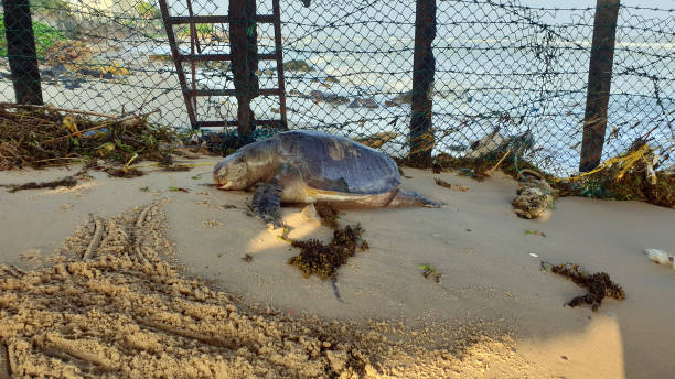 istock Large Turtle found dead and decaying at Mannar Sri Lanka. 1642178789