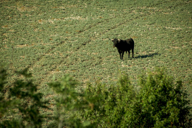 Bull in the field